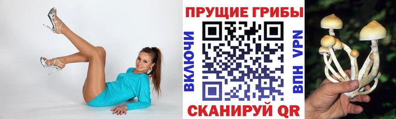 купить  цена  Александровское  Псилоцибиновые грибы мицелий 